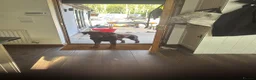 Dobermann dogs for sale: Male intact Doberman in Ruthin - Advert 2