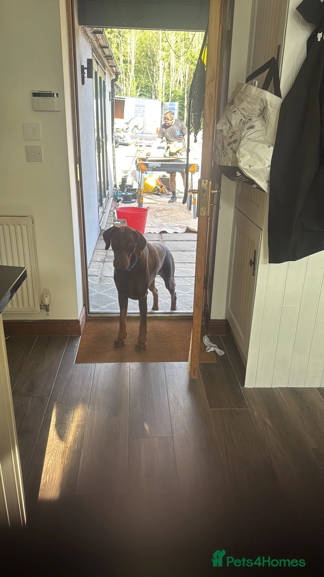 Dobermann dogs for sale: Male intact Doberman in Ruthin - Advert 2