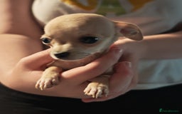 Chihuahua dogs for sale: Apple head chihuahua puppys - Image 9