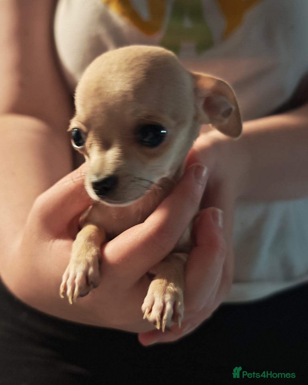 Chihuahua dogs for sale: Apple head chihuahua puppys - Image 9