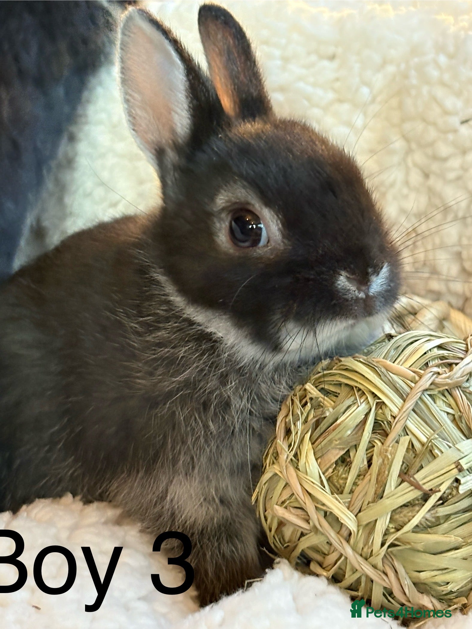 Netherland Dwarf rabbits Stunning netherland dwarfs (vaccinated)  - Advert 13