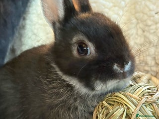 Netherland Dwarf rabbits Stunning netherland dwarfs (vaccinated) - Advert 13