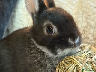 Netherland Dwarf rabbits Stunning netherland dwarfs (vaccinated) - Advert 2