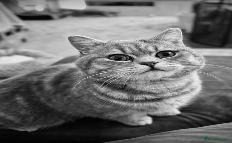 British Shorthair cats - Advert 11
