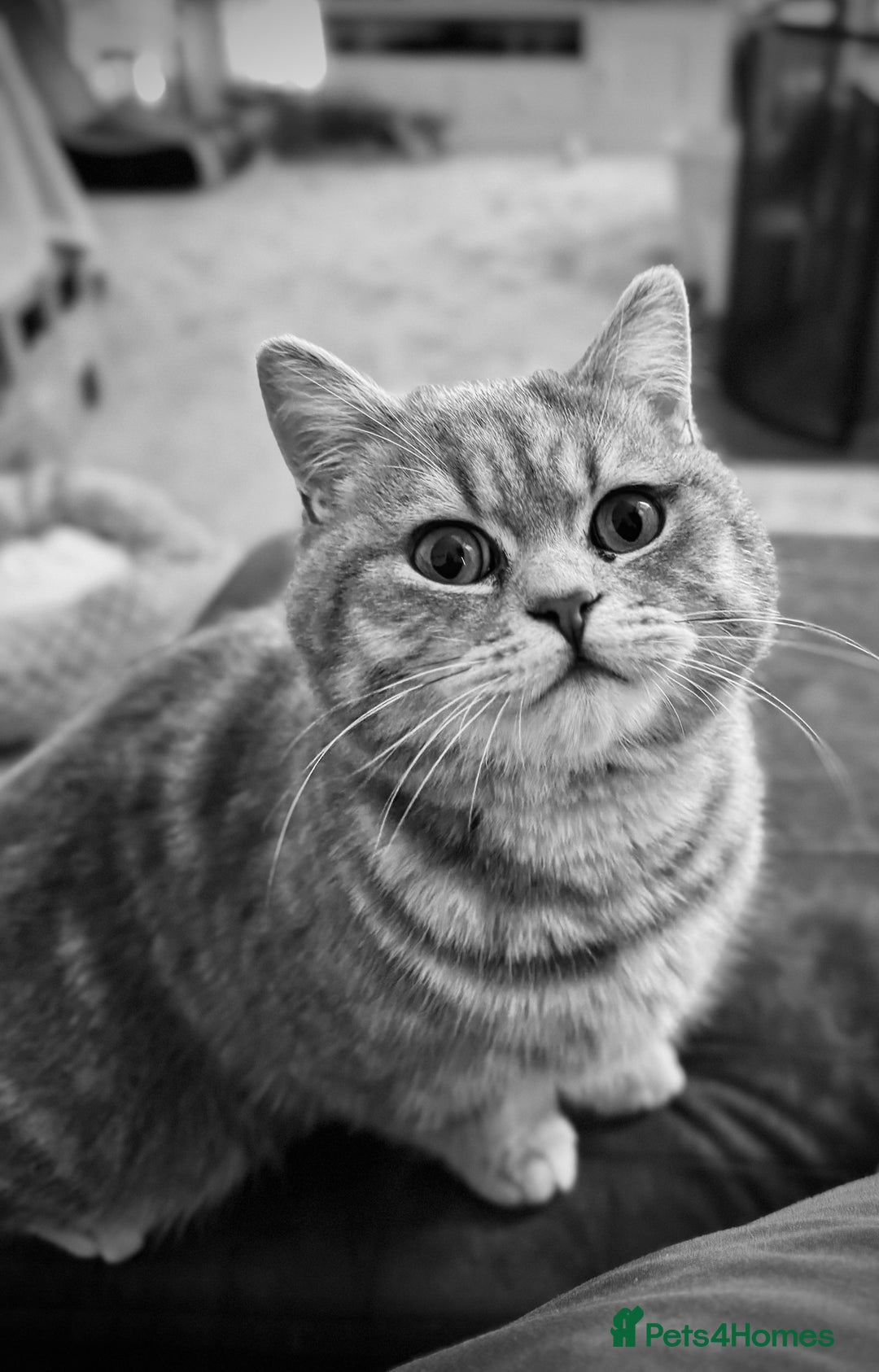 British Shorthair cats for sale: 1yr old male BSH for rehoming  - Image 1