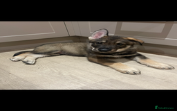 German Shepherd dogs for sale: Male German shepherd puppy ready now - Image 3