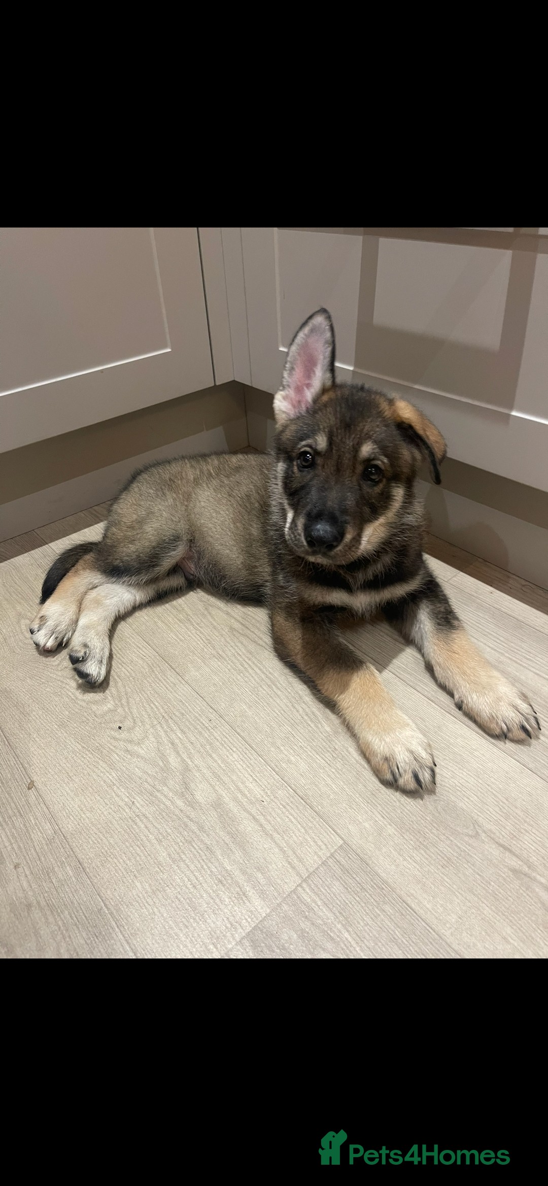 German Shepherd dogs for sale: Male German shepherd puppy ready now - Image 3