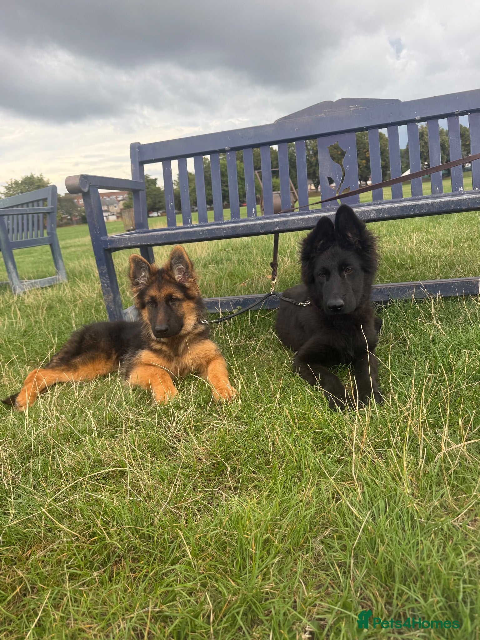 German Shepherd dogs Germany Sheperd long hair - Advert 11