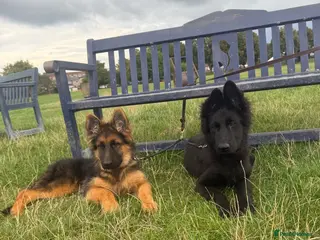 German Shepherd dogs Germany Sheperd long hair - Advert 2