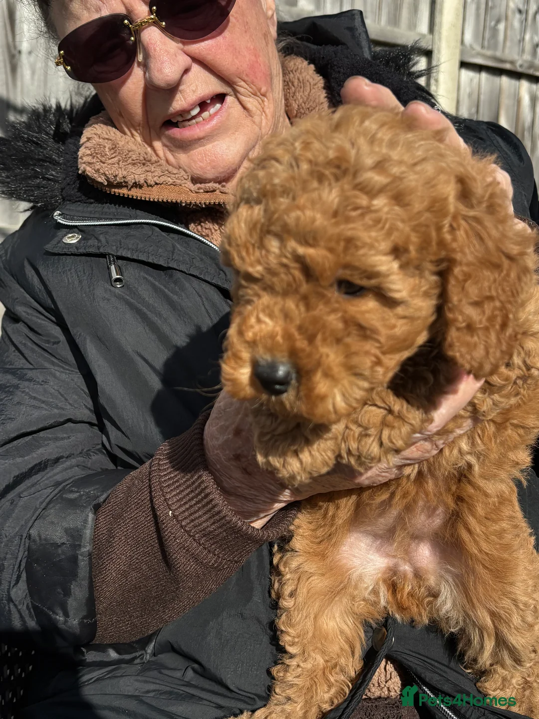 Mixed Breed dogs for sale: cockapoo  - Advert 11