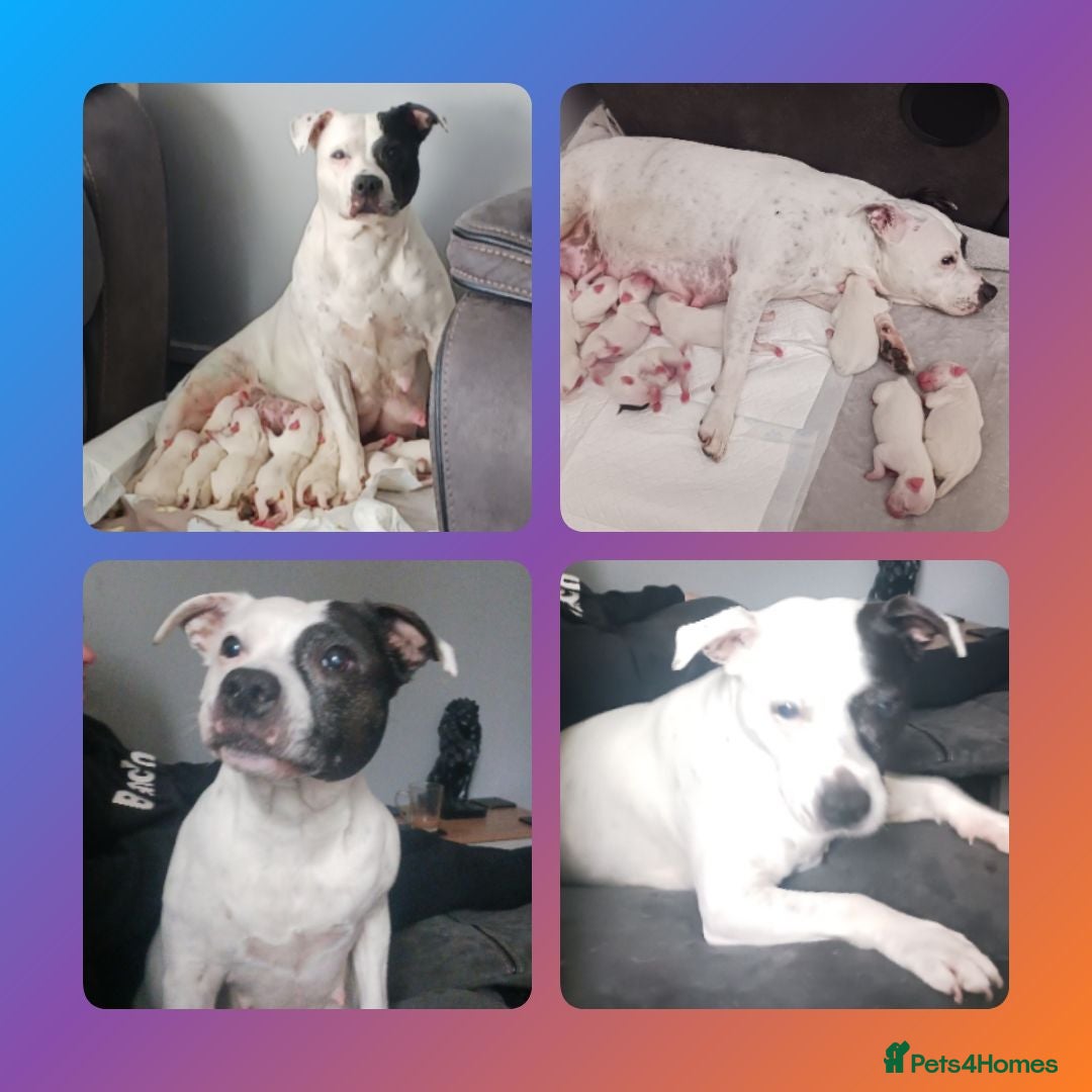 Staffordshire Bull Terrier dogs Staffordshire bull terrier  - Advert 8