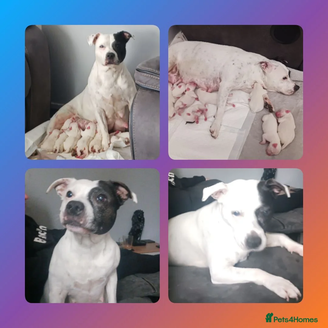 Staffordshire Bull Terrier dogs for sale: Staffordshire bull terrier  - Advert 1