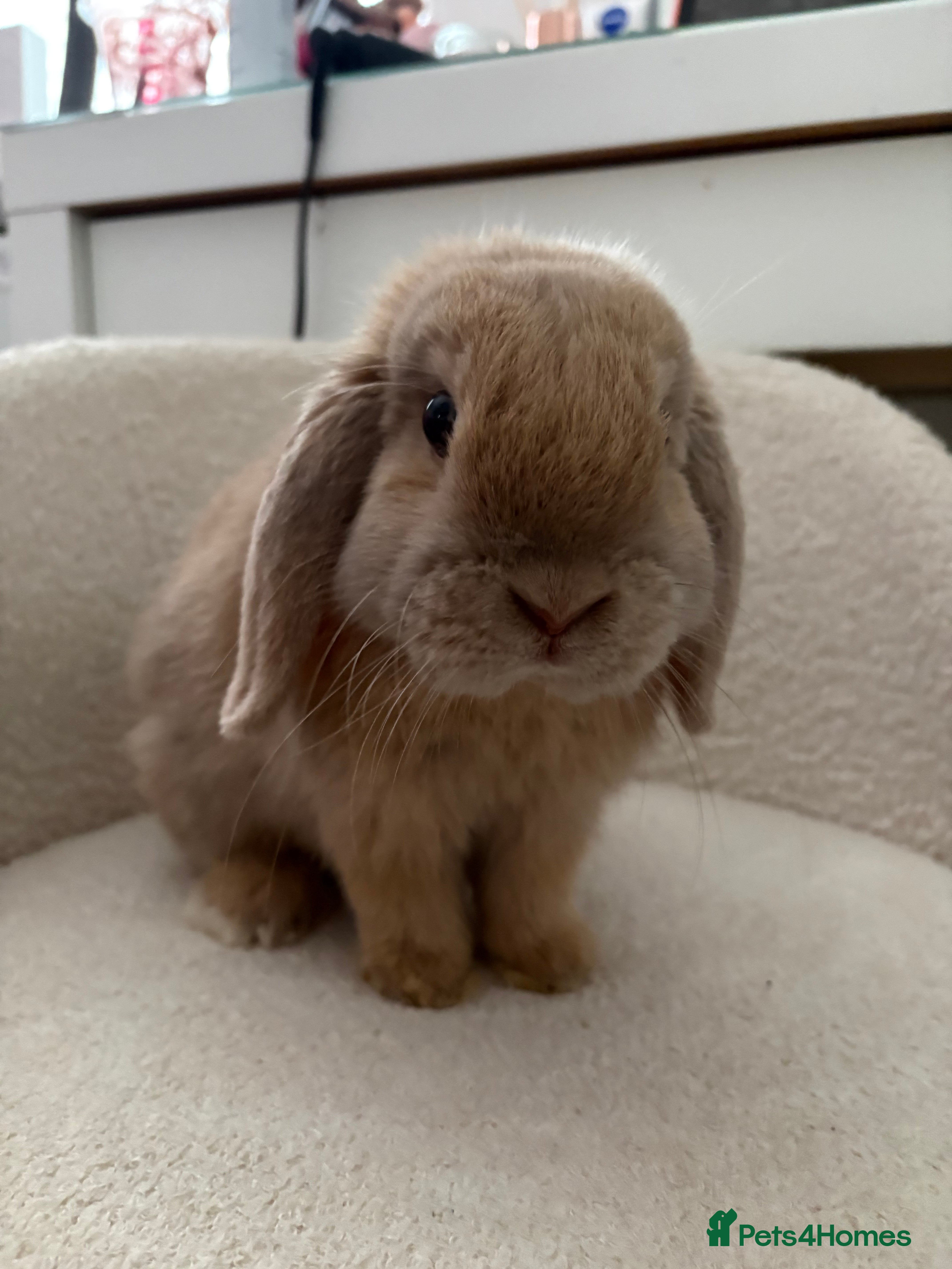 Mini Lop rabbits boy mini lop looking for a forever home - Advert 1