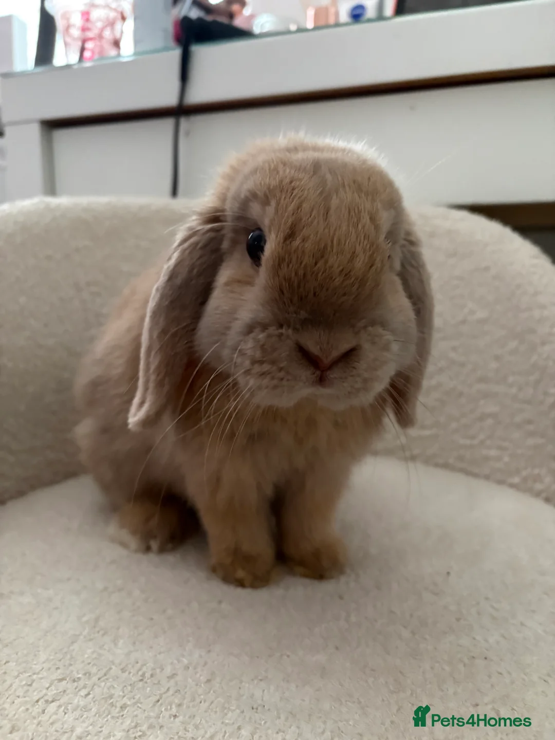 Mini Lop rabbits for sale: boy mini lop looking for a forever home - Advert 1