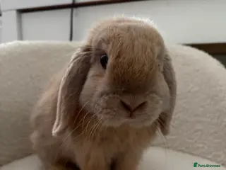 Mini Lop rabbits boy mini lop looking for a forever home - Advert 1