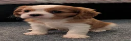 Cavalier King Charles Spaniel dogs for sale: KC Health Tested Cavalier King Charles Spaniel Pup - Advert 15