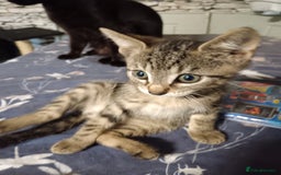 Mixed Breed cats for sale: Beautiful little tabby kitten male - Image 5