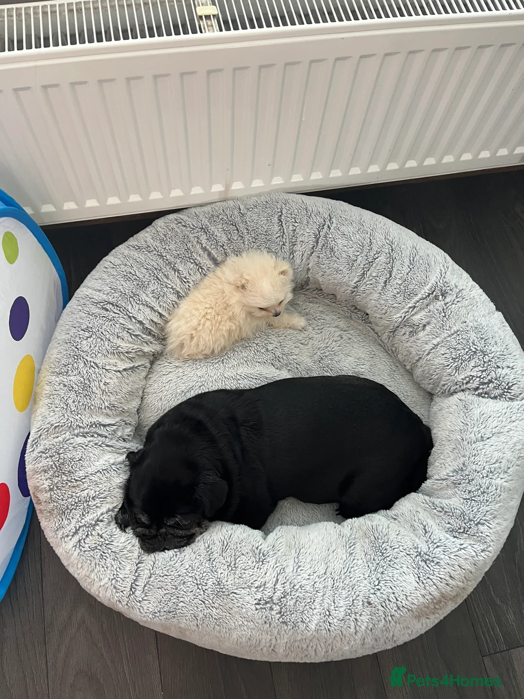 Pomeranian dogs for stud: pomeranian for stud - Advert 5