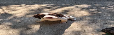 English Springer Spaniel Puppy 5