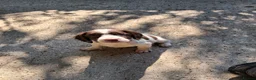 English Springer Spaniel dogs for sale: English Springer Spaniel puppies  - Advert 2