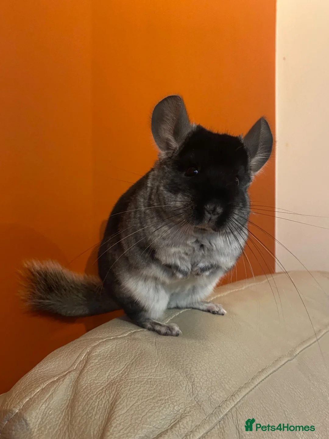 Chinchilla rodents for sale: Black Velvet 5yo Chinchilla Boy for sale  - Advert 1
