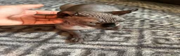 Sphynx cats for sale: Sphyx female kitten  - Advert 1
