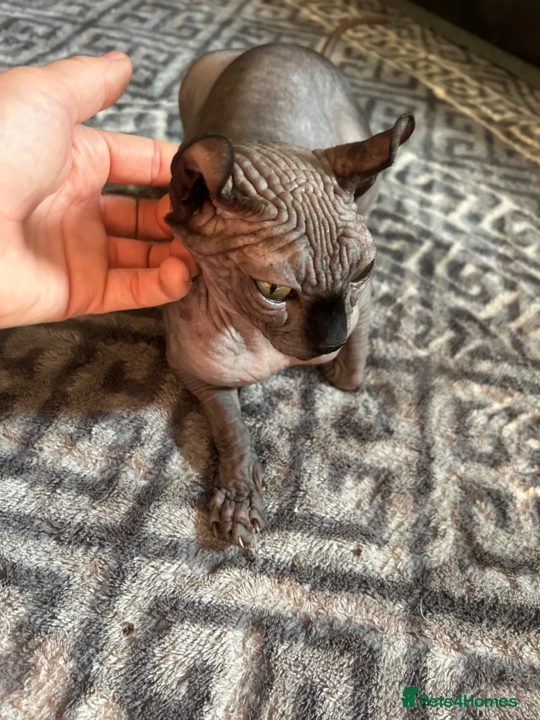 Sphynx cats for sale: Sphyx female kitten  - Advert 1