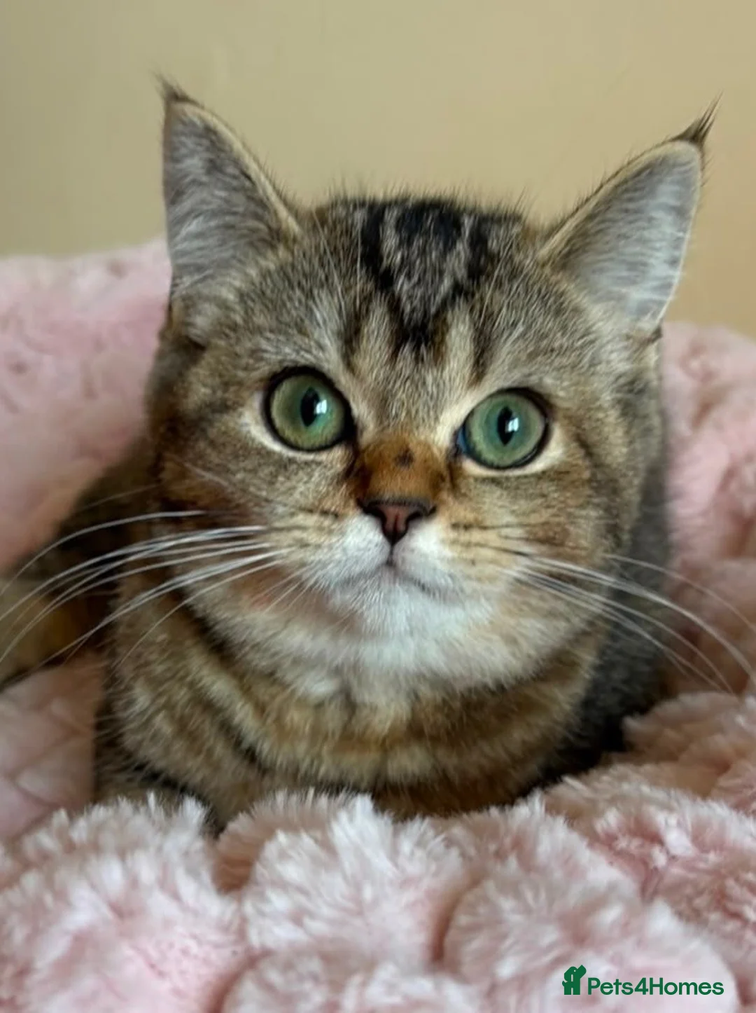 British Shorthair cats for sale: Beautiful Golden British Shorthair Kittens  - Advert 2