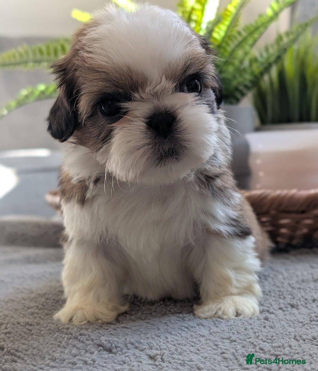 Shih Tzu dogs for sale: Beautiful Girl From Show Lines  - Image 4