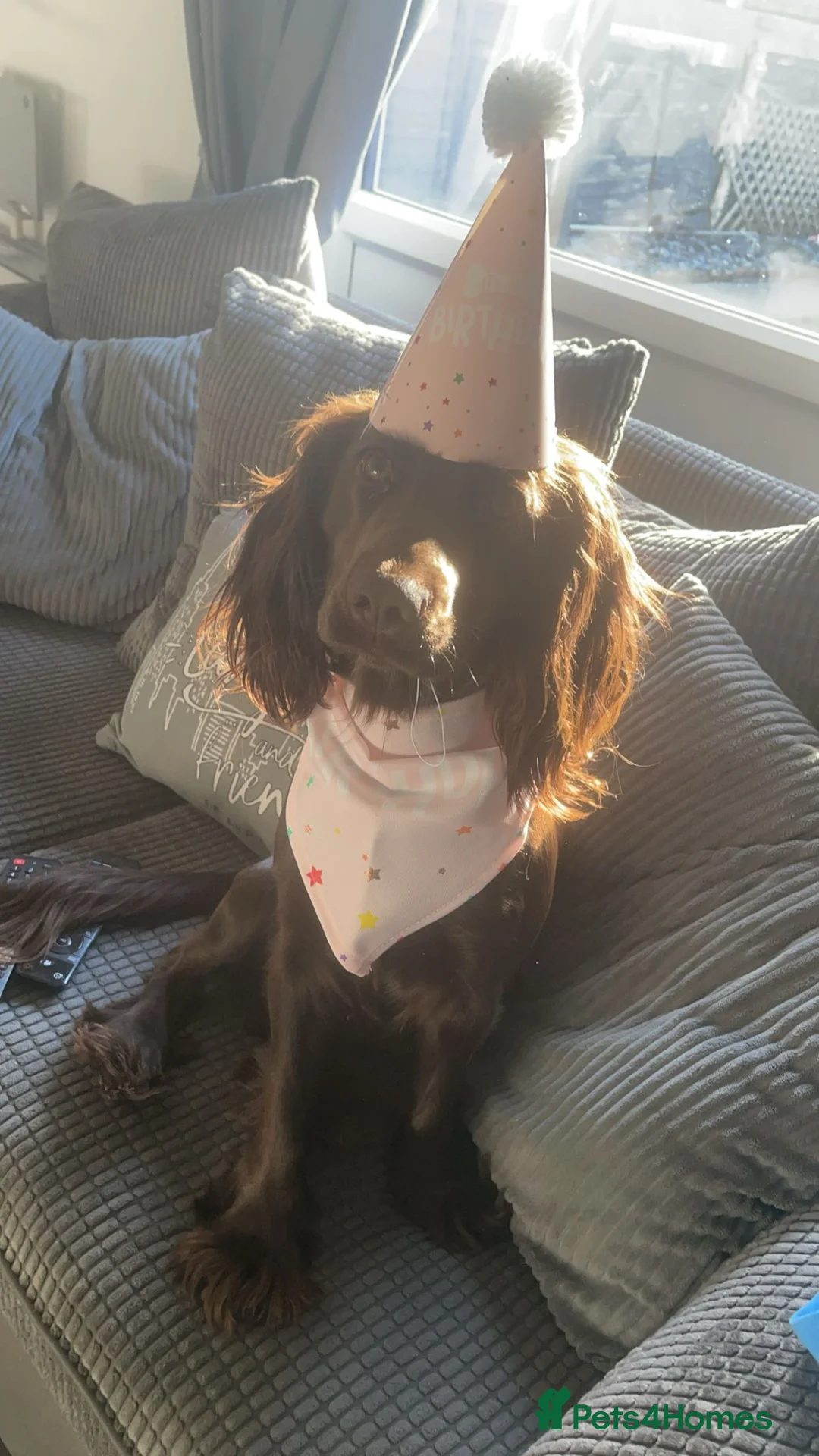 Cocker Spaniel dogs for sale: Lola  - Advert 2