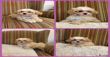 Maltipoo dogs - Advert 15