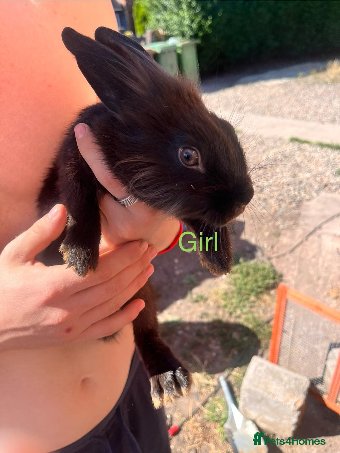 Lionhead rabbits for sale: Female rabbits for sale  - Image 4