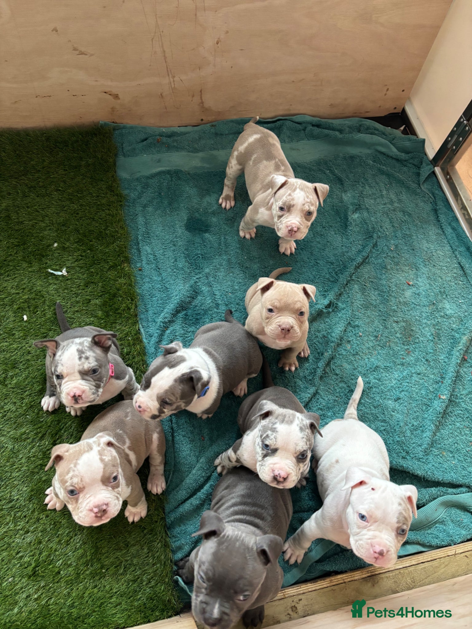American Bully dogs Pocket bully litter🐾 - Advert 2
