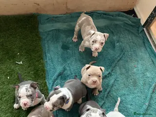 American Bully dogs Pocket bully litter🐾 - Advert 1