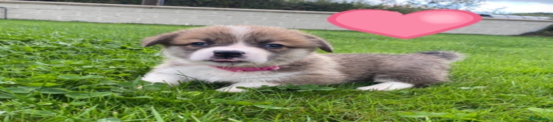 Welsh Corgi Pembroke Puppy 5