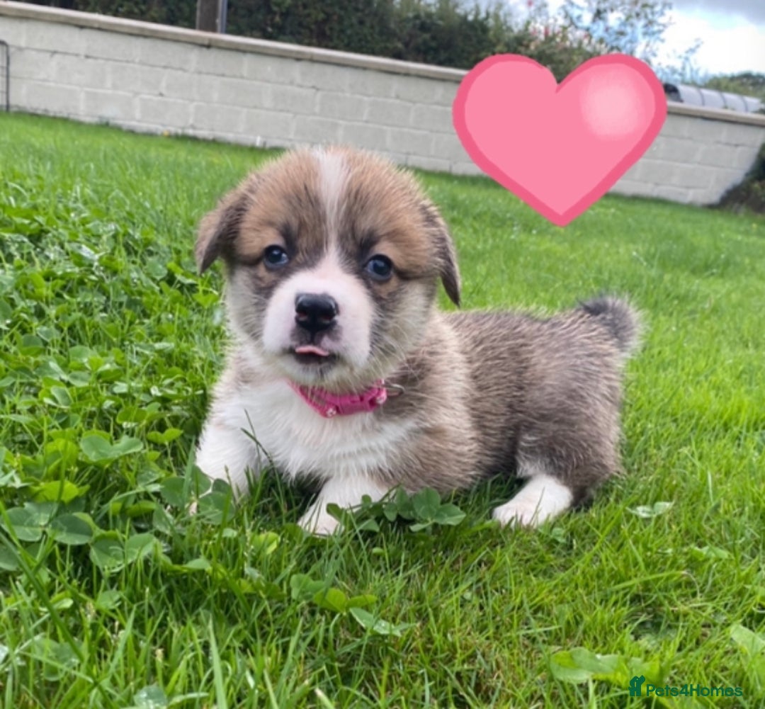 Welsh Corgi Pembroke dogs for sale: Champion Bloodline KC reg puppies - Image 7