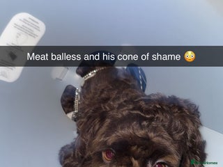 Cockapoo dogs 20 month old neutered cockapoo - Advert 1