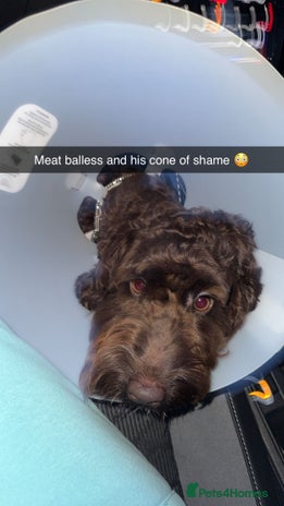 Cockapoo dogs 20 month old neutered cockapoo - Advert 1