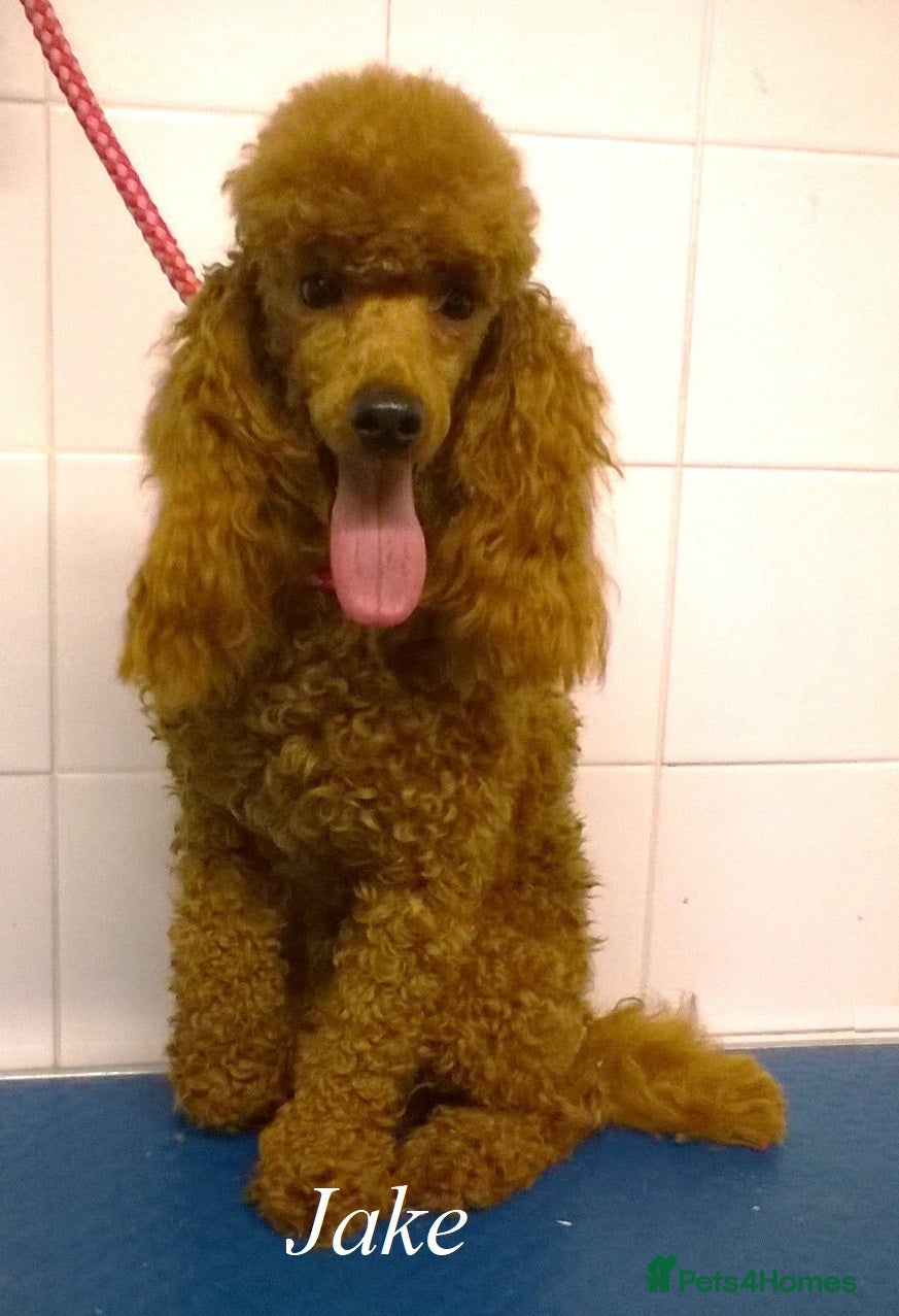 Toy Poodle dogs Toy Poodle at stud in Sandwich - Advert 8