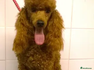 Toy Poodle dogs Toy Poodle at stud in Sandwich - Advert 17