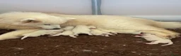 Samoyed dogs for sale: Crufts line + health tested Samoyeds - Advert 7