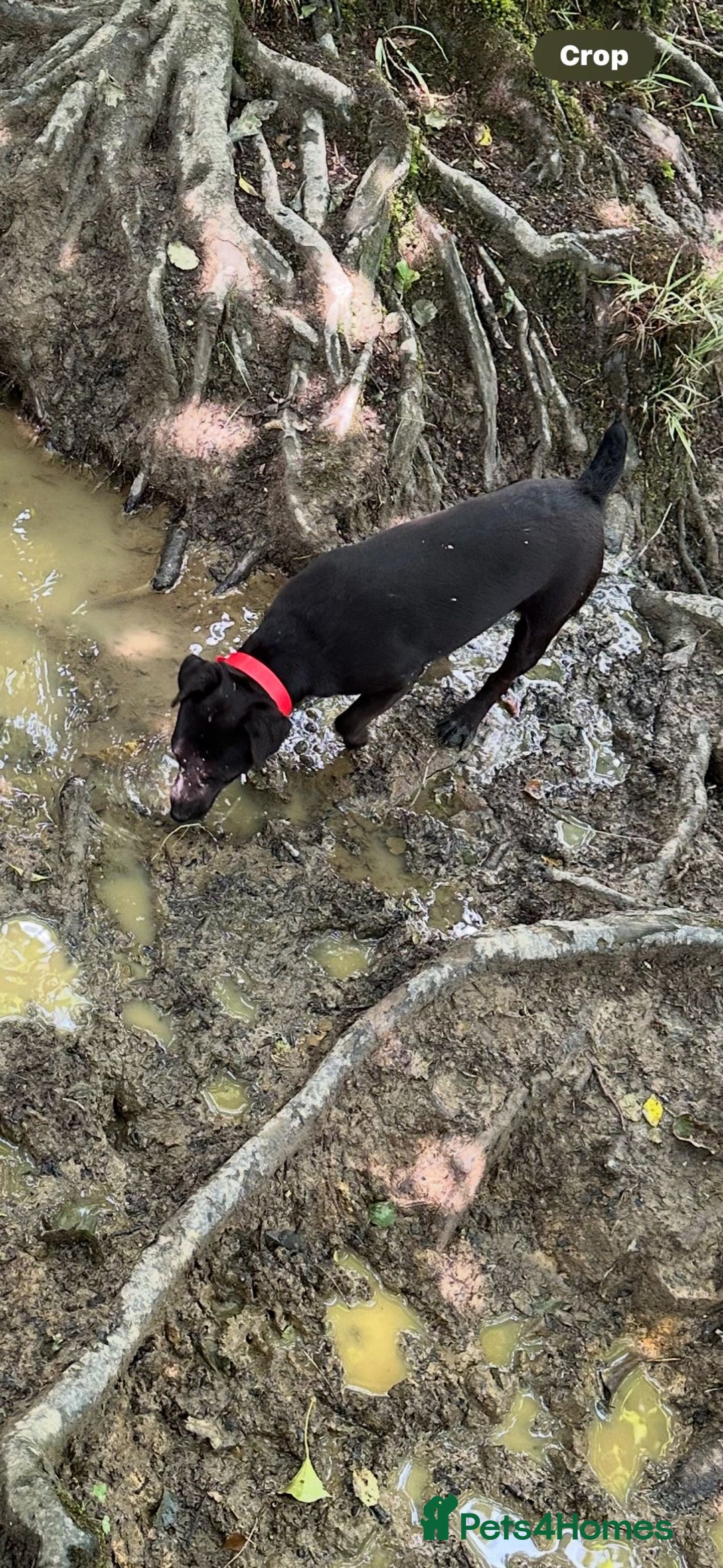 Patterdale Terrier dogs for sale: Patterdale dog in Hengoed - Image 1