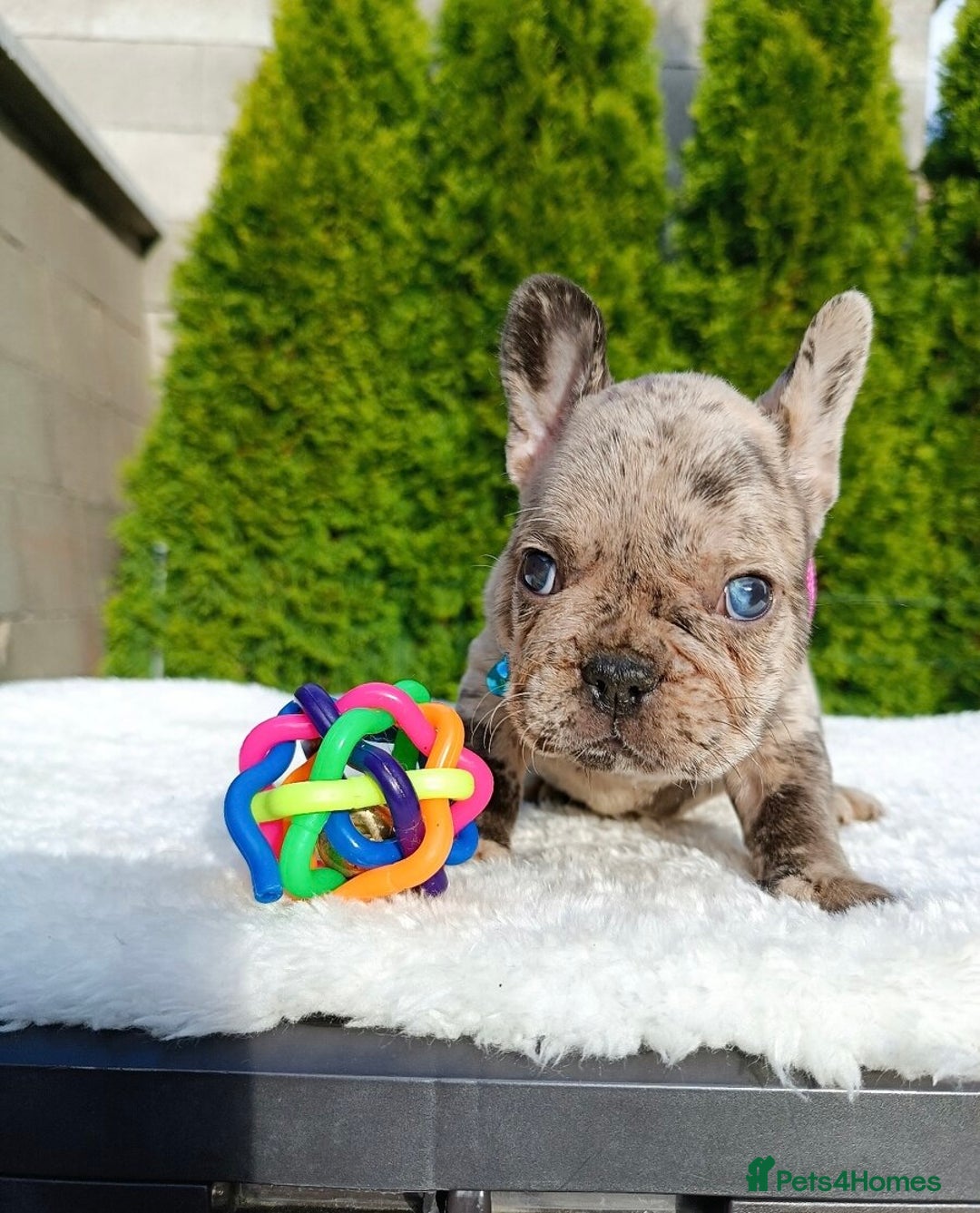 French Bulldog dogs for sale: ❤️ 🐶 beautiful French bulldog puppies ❤️🐶 - Image 35