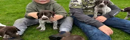 German Shorthaired Pointer dogs for sale: ! Ready now !  - Advert 13