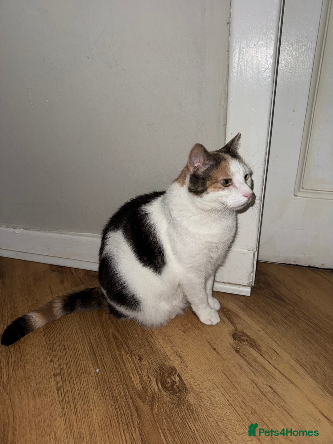 British Longhair cats for sale: 2 cats looking for new home  - Image 2