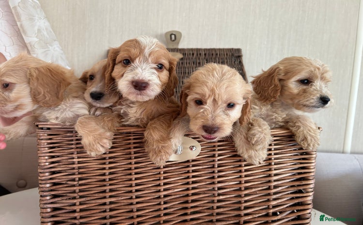 Cockapoo dogs - Advert 4