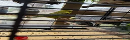 Budgerigars birds for sale: Budgerigar for sale 7 of them - Advert 11