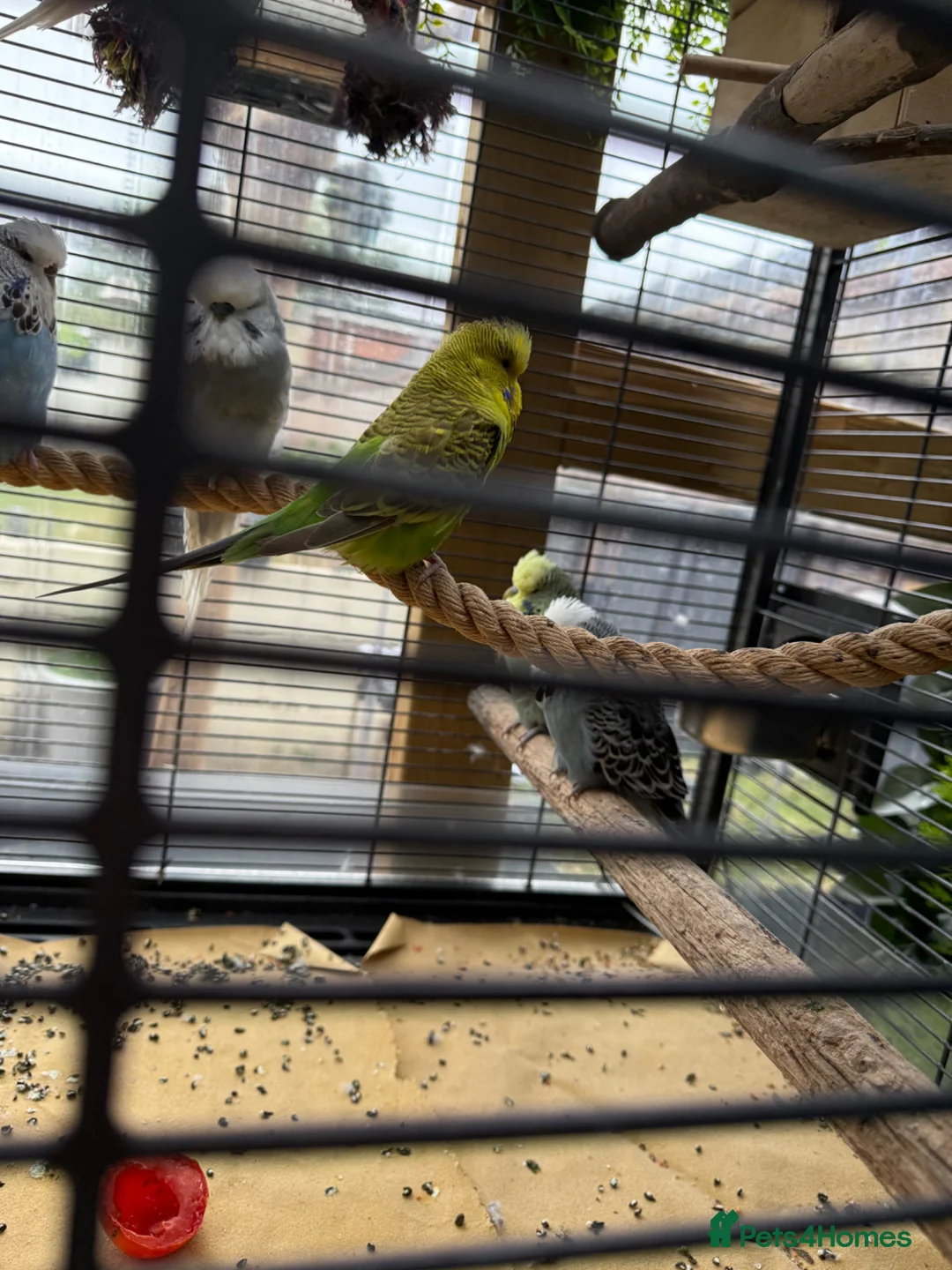 Budgerigars birds for sale: Budgerigar for sale 7 of them - Advert 11