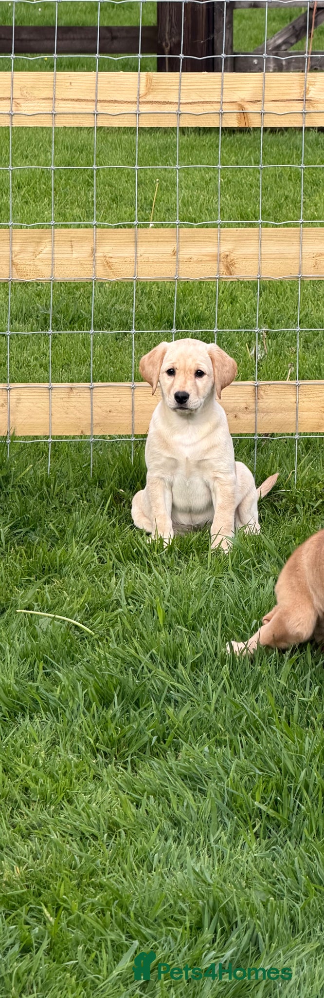 Labrador Retriever dogs 8 wonderful Labrador puppies  - Advert 2
