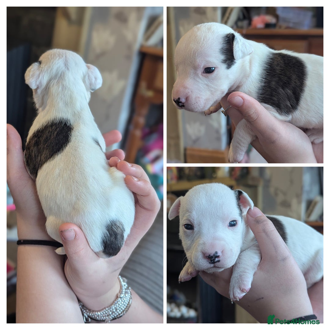 English Bull Terrier dogs for sale: 7 gorgeous EBT x puppies - Advert 6